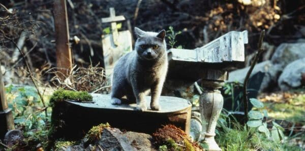 Gray cat sitting on tree stump in natural outdoor setting with rustic furniture.