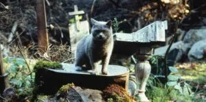 Pet Sematary hero